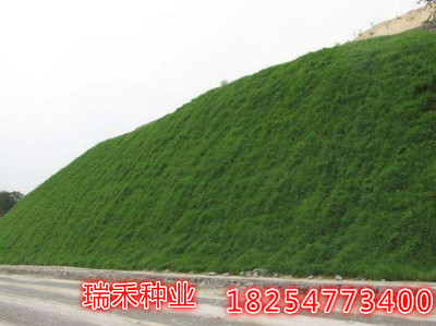 绿化草坪种子怎么种零售价格