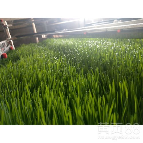 【蔬菜水培设备批发】- 