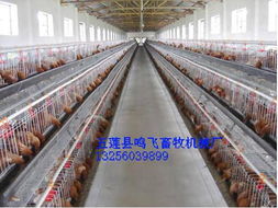 蛋鸡笼厂家 鸣飞机械,配套设施最全的蛋鸡笼厂家 河南蛋鸡笼厂家