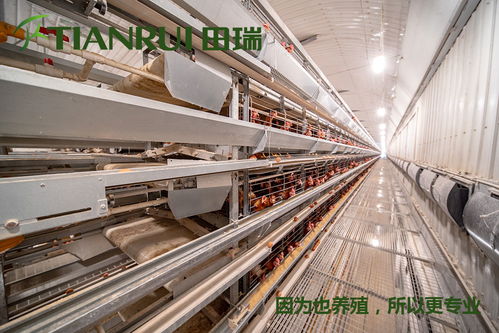 【重庆全自动蛋鸡养殖设备特价批发田瑞牧业】- 