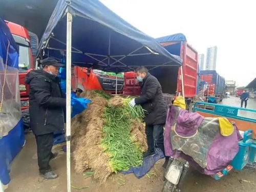杭城菜价冰火两重天 冬瓜大葱价格飙升，喷灌设备迎来销售良机