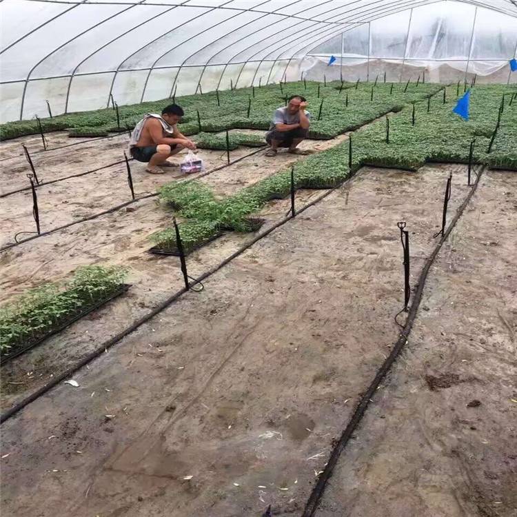 园林地插微喷安装方法及工程设施生产安装指南